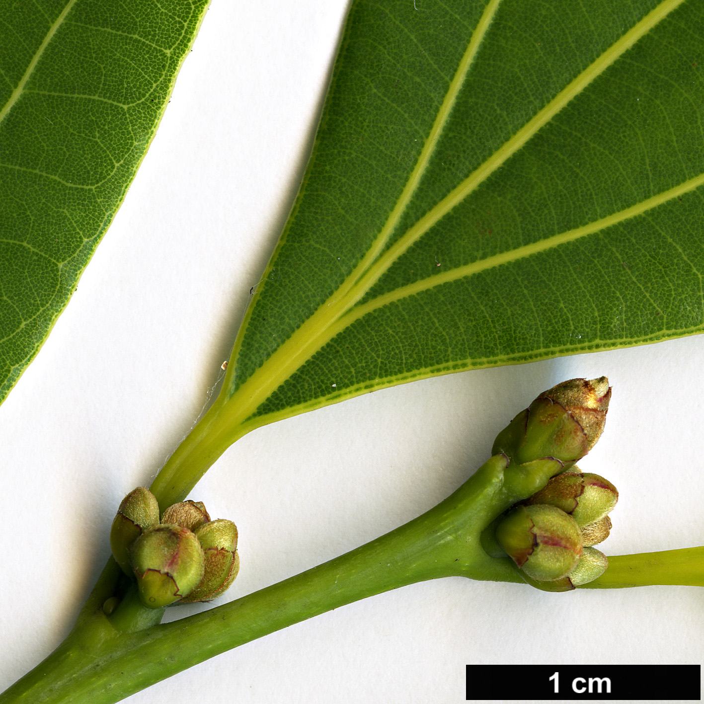 High resolution image: Family: Lauraceae - Genus: Neolitsea - Taxon: pulchella